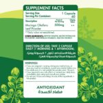 Organic Nation Moringa Antioxidant Support 60 Capsules - Image 3